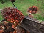 kelapa sawit